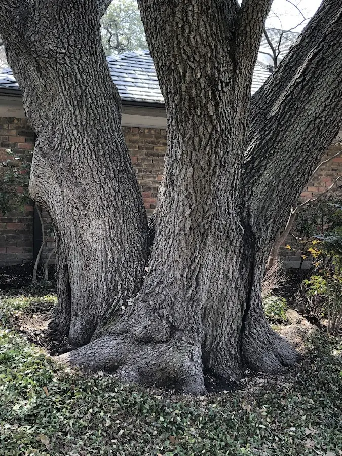 Mature heritage tree close to a Olmsted Falls property cared for by certified arborists